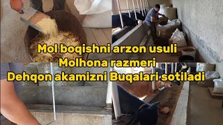 Buqa boqishni oddiy usulini va molhona razmerlari.+99894.557.96.96 boqma va yosh buqalar sotiladi