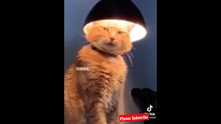 OMG!! So Cute Cats & Best Funny Tik Tok Cat Videos 2021 to keep you Smiling 😂 #116 #Shorts