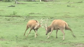 Milu Deer Mating Season Takes Place in Nature Reserve in East China