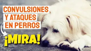 🐶CONVULSIONES y ATAQUES en PERROS 👉(Causas, y Que Hacer)