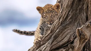 Cool-headed leopard cub has no fear of heights