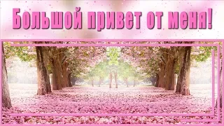 🌷Большой привет от меня! Хорошего тебе дня!🌷4К Анимационное пожелание