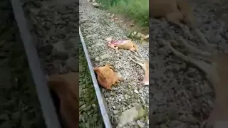 #accident train 94 goats hit by train who is responsible for this family