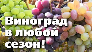 НАДЕЖНЫЕ СОРТА ВИНОГРАДА ДЛЯ СЕВЕРНЫХ САДОВ. Спокойная зимовка и отличные урожаи