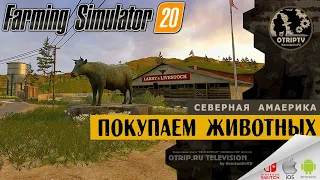 Farming Simulator 20 ● покупаем животных 🎬 первое молоко