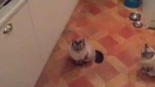 Cat scared of sausage