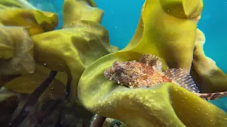 Scuba Diving in Magerholm, Ålesund, Norway  / Dykning i Ålesund (Magerholm), Norge