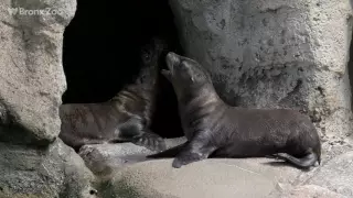 Sea Lion Pups | Bronx Zoo