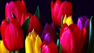 Тюльпаны нежные весенние цветы