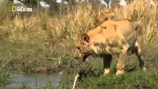 Lion Documentary I Wildlife Documentary I Animal Planet I National Geographic Documentaries
