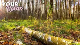 Soothing Singing Birds in Autumn To the forest. Ultra HD 4K Video.