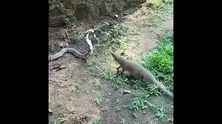 mongoose vs cobra ultimate fight