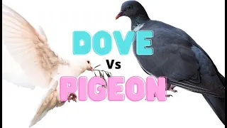 The difference between a dove vs a pigeon