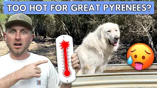 Can Great Pyrenees Live In Hot Weather? 3 Tips To Keep Your Great Pyrenees Cool In The Summer!