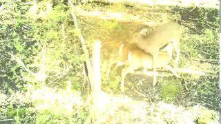 nursing fawns