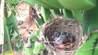 Must Watch. Brutal Predator Cuckoo EATS UP Baby Bird in Front of MOTHER in Seconds