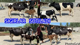 5 Ta Harhil Qora ola  Sigirlar Sotiladi ☎️90-231-61-01 Dastafka hizmati bor