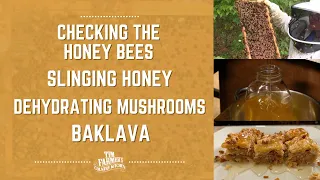 Checking the Honey Bees, Slinging Honey, Dehydrating Mushrooms & Baklava (#929)