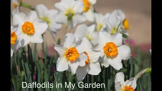 Daffodils in My Garden 院子裡的水仙花