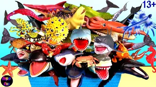 New Sea Animals - Sharks, Whales, Fish, Shellfish, Cephalopods, Crustaceans, Turtles, Octopus 13+