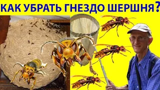 Охотники на Шершней. Как Убрать Гнездо Ос Шершней? How to Exterminate Hornets? Украина - Франция.