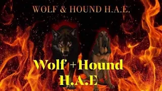 Wolf and hound special announcement