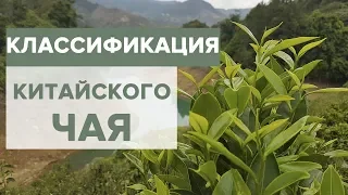 Китайский чай |  Классификация | Зеленый и черный чай.