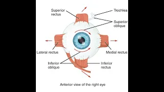 EXTRAOCULAR MUSCLES | HEAD & NECK | GROSS ANATOMY