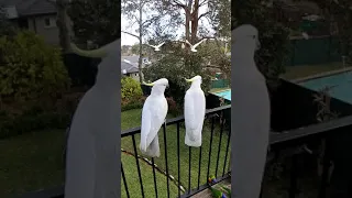 Amazing SYNCHRONISED COCKATOOS!!!🕊️🕊️😮😮😍😍🤍🤍😄😄