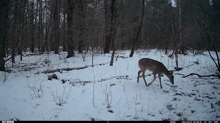 Trail Camera Videos - April 7, 2024 - Deer and Porcupine