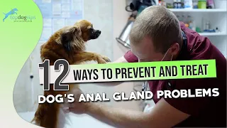 Dog’s Anal Gland Problems: 12 Ways to Prevent and Treat