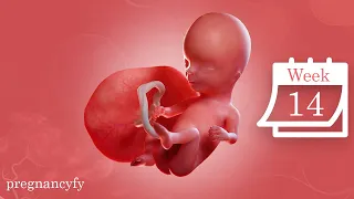 14 Week Fetus (Baby's Hair Growth)