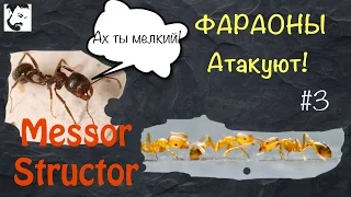 История о моих Messor Structor // Атака Monomorium pharaonis (фараонов муравей) #3