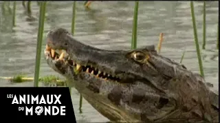 Anacondas and Caimans : Duel Deep in the Marshes - animal fights (english version)