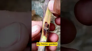 Grape 🍇 Vine Grafting || How to Graft Grape plant.