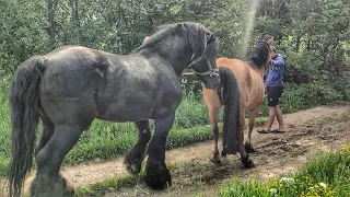 ЖЕРЕБЕЦЬ ОБАМА В 📍 БЕРЕЗОВІ НА ПАРОВЦІ