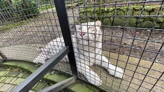 Ксюша развлекает белых тигров! Зоопарк "СКАЗКА"!