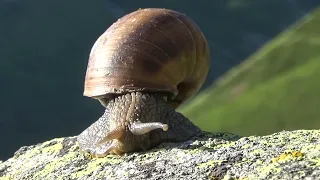 ТУРЦИЯ. КАЧКАР. Флора и фауна. Kaçkar. Flora and fauna of the Lazistan ridge. Turkey.