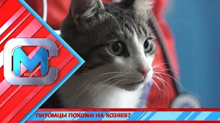 Питомцы похожи на хозяев