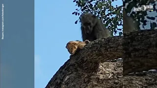 Бабуин украл львенка "Симбу". Сцена из "Короля Льва" в реальной жизни