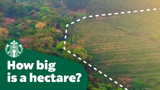 How big is a hectare?