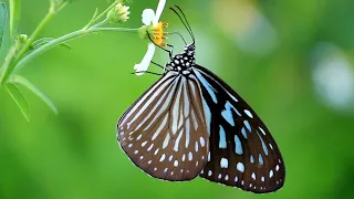 Amazing Butterflies | Watch & Get Relaxed 🧘 🦋 🧘‍♀️