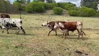 Nguni for sale