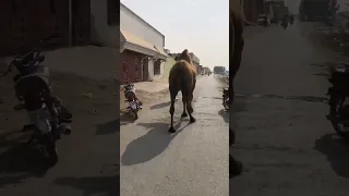 beautiful camel walk#shortsfeed#short#viral