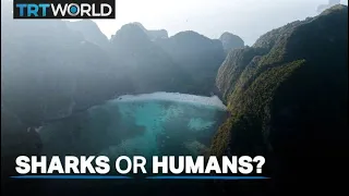 Maya Bay struggles to balance sharks with tourism