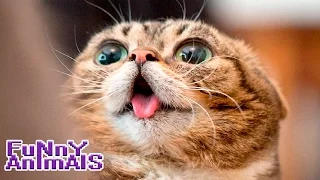 Смешные кошки!!! СМЕШНО  ДО СЛЁЗ 2016!!! |  Funny cats compilation 2016