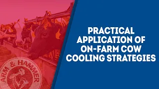 Practical application of on-farm cow cooling strategies.