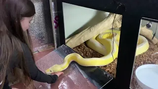 16ft Reticulated Python using child’s hand as pillow