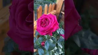 Ну Разве это не Божественная Красота Природы🌺❤️и как такой красотой не поделиться с вами🥰