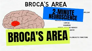 2-Minute Neuroscience: Broca's Area